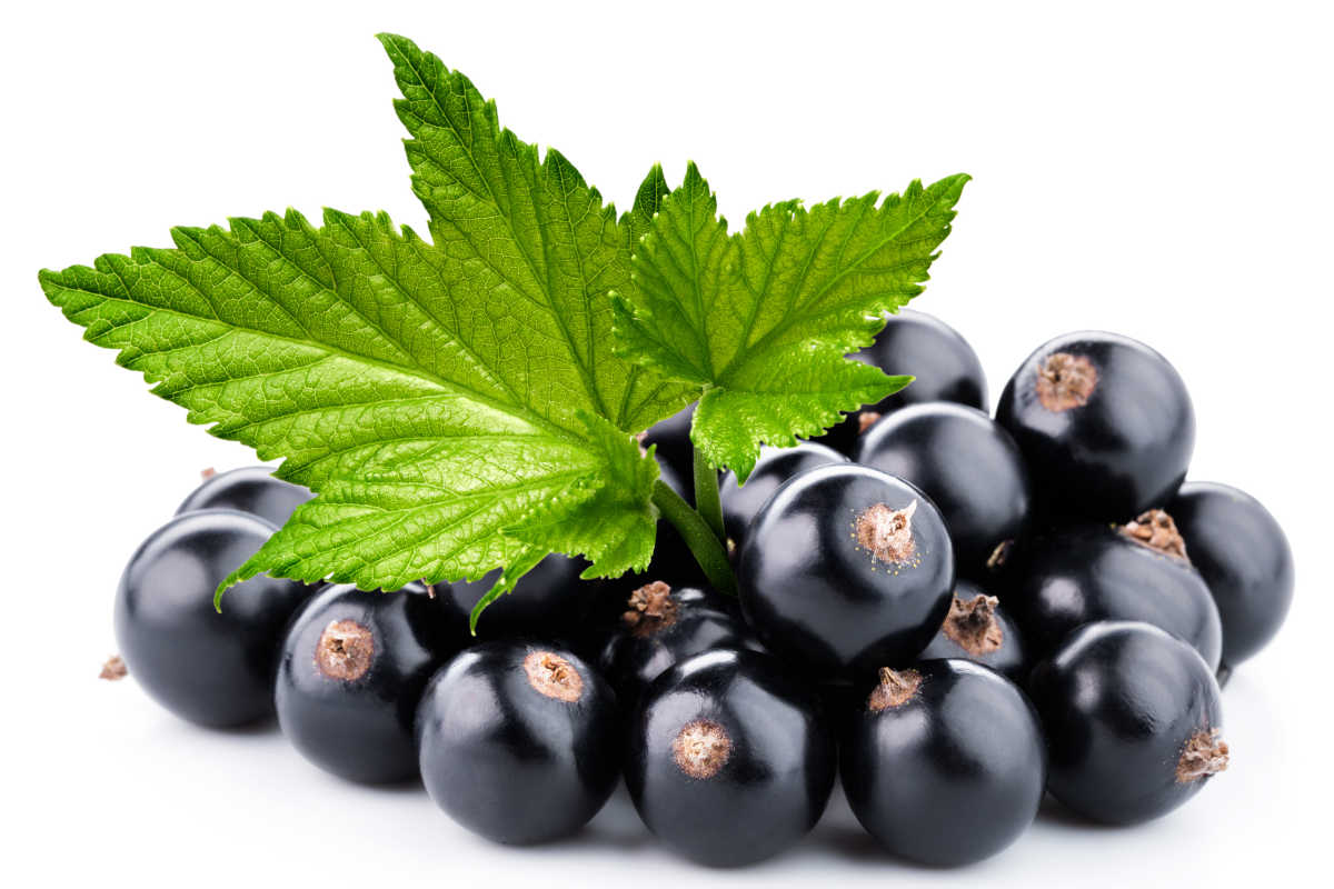 A pile of blackberries