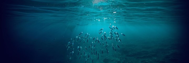 Shoal of fish swimming to the surface in an ocean